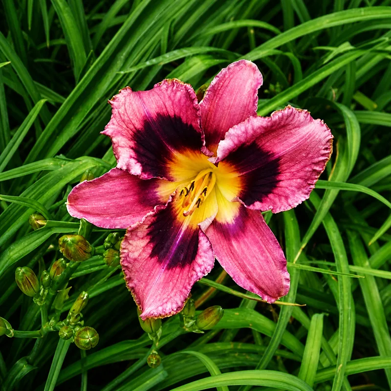 Derby City Midnight Lady AHS image