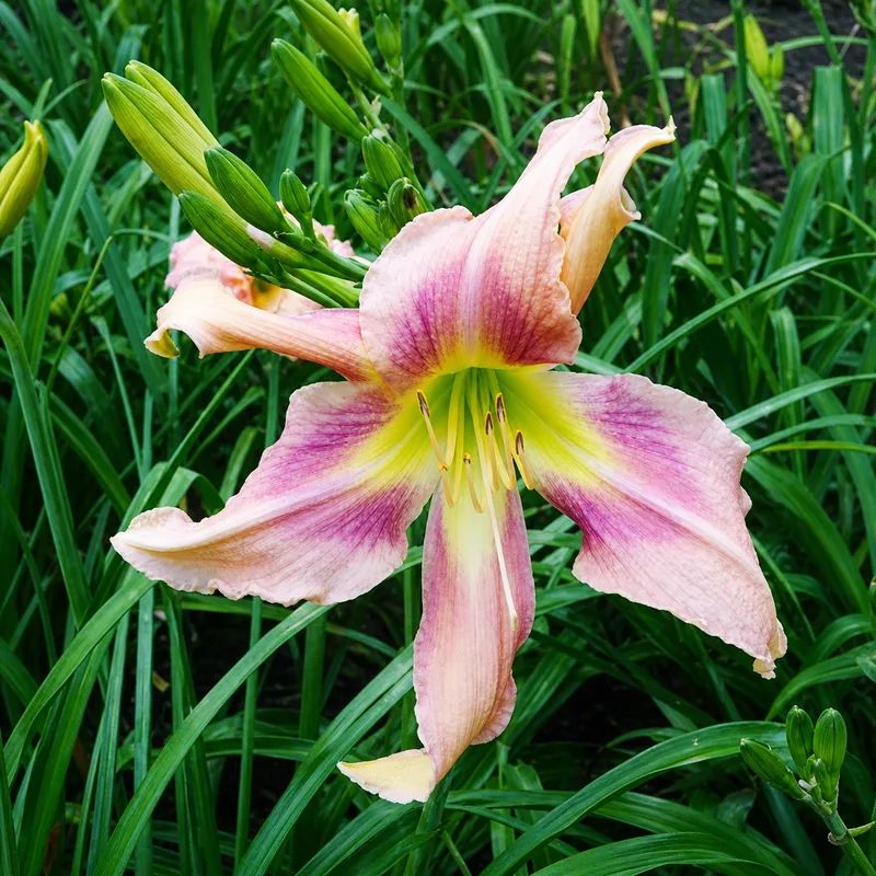 Highview Le Tutu Rose AHS image