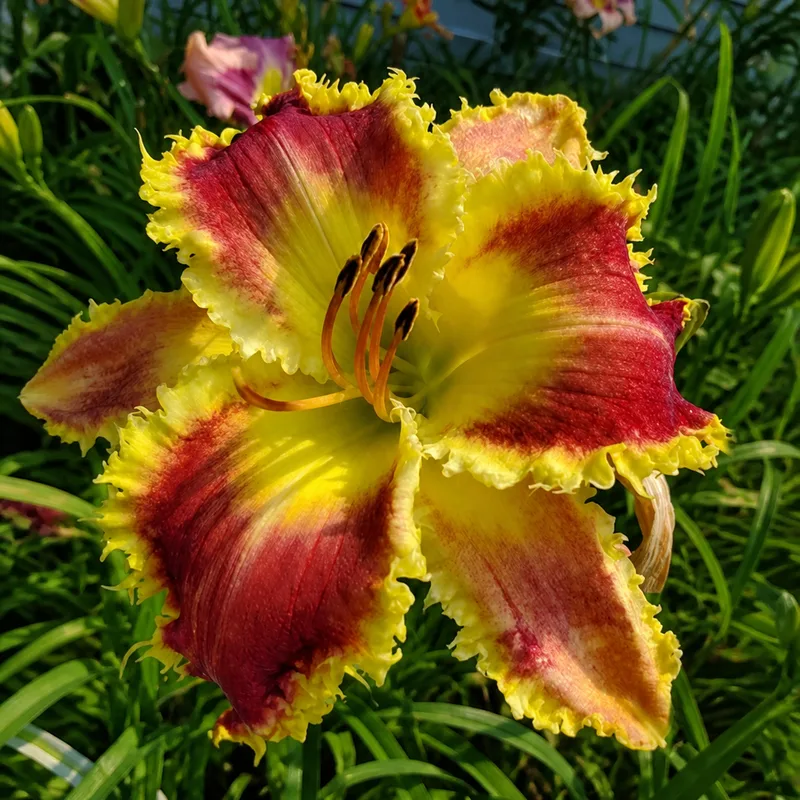 Cecilia's Garden AHS image