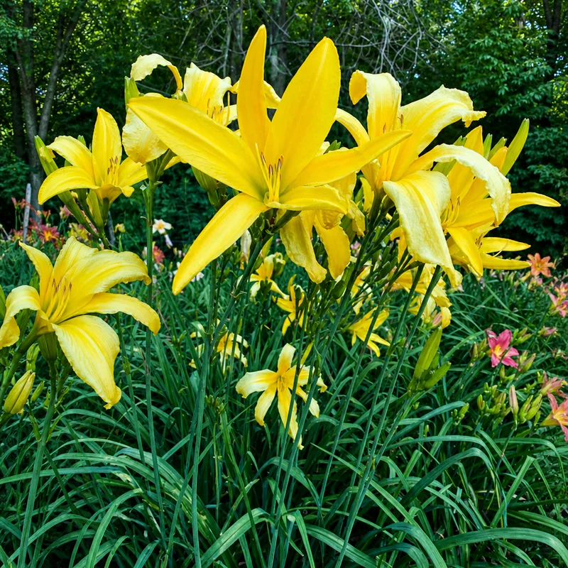 Bee's Flapper AHS image