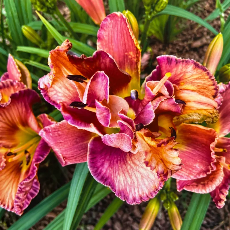 Bee's Mabel Munson AHS image