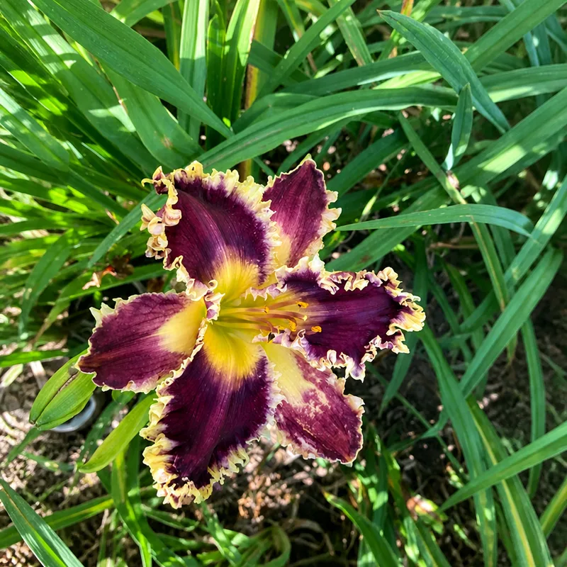 Bee's Jack AHS image