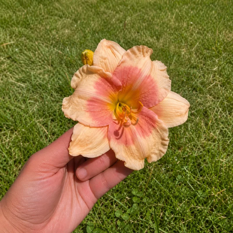 Dryvr Lakshmi AHS image