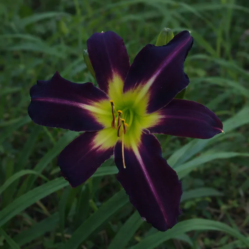 Darkfire Dragon daylily bloom