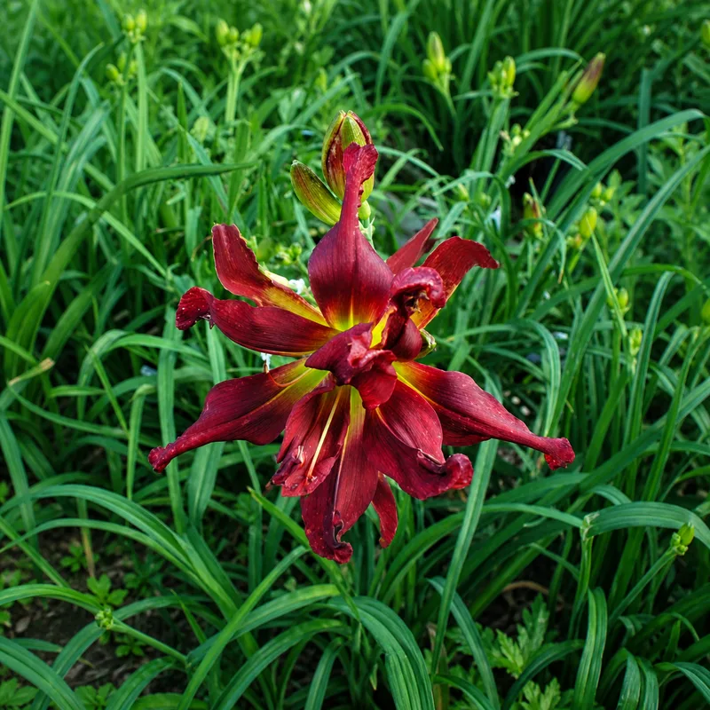 Heavenly Garden Monster AHS image