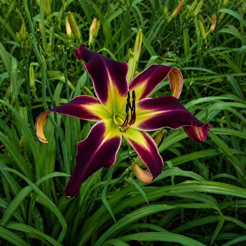 Heavenly Midnight Snack AHS image