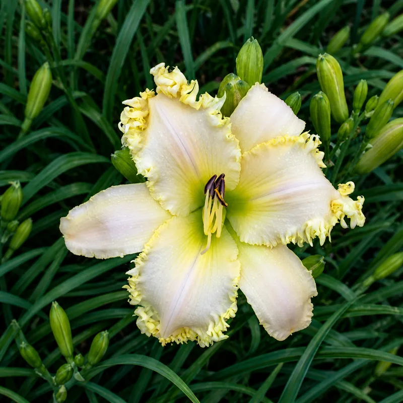 Sharptooth AHS image