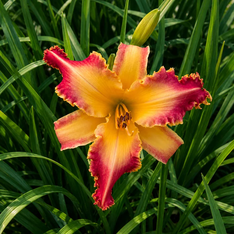 Wake Up with Me AHS image