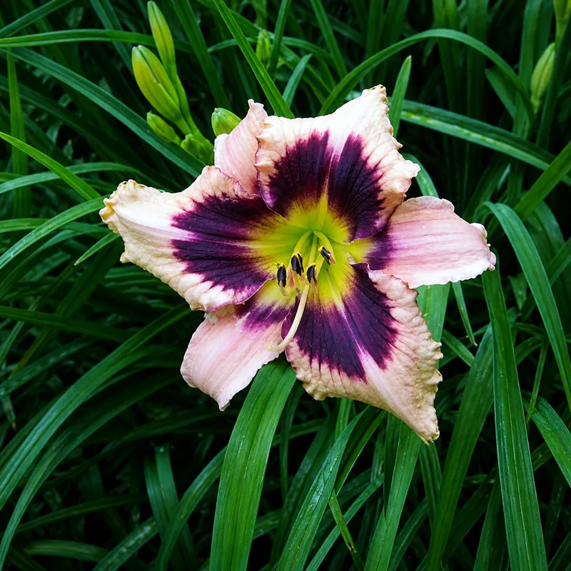 Derby City Belle