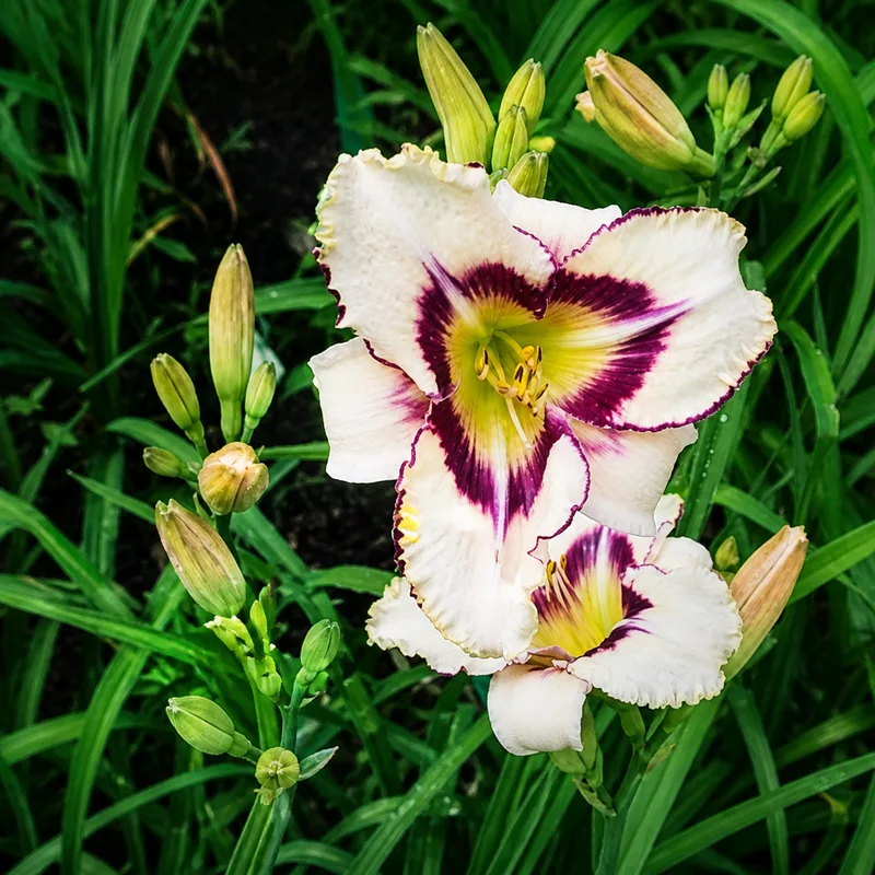 Sag Mir Wo die Blumen Sind AHS image