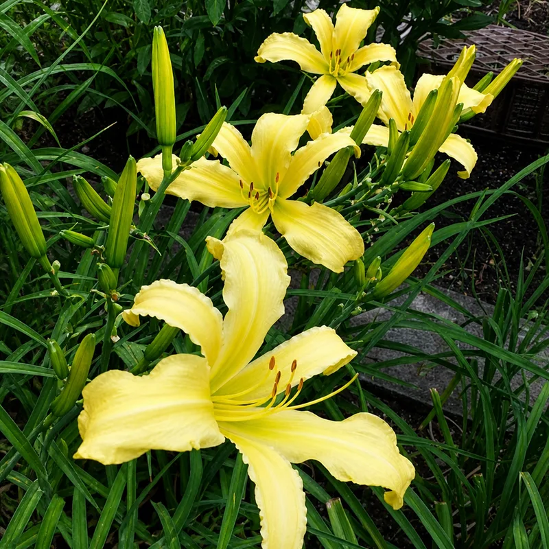 Limonara AHS image