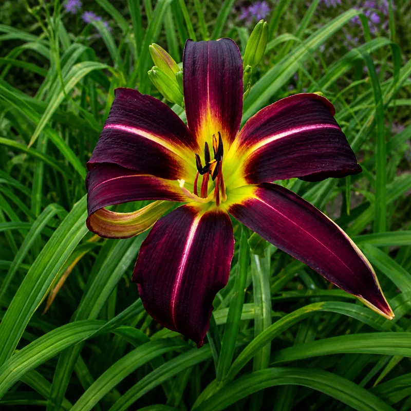 Marvellous Mum AHS image