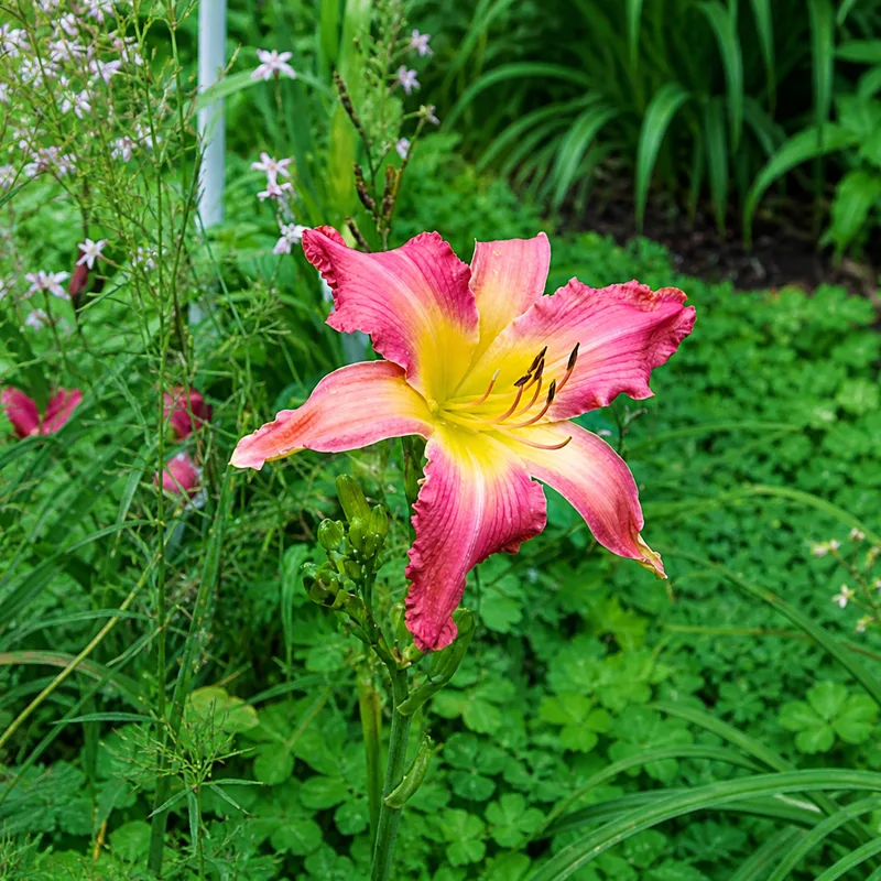 Fifty Is Nifty AHS image