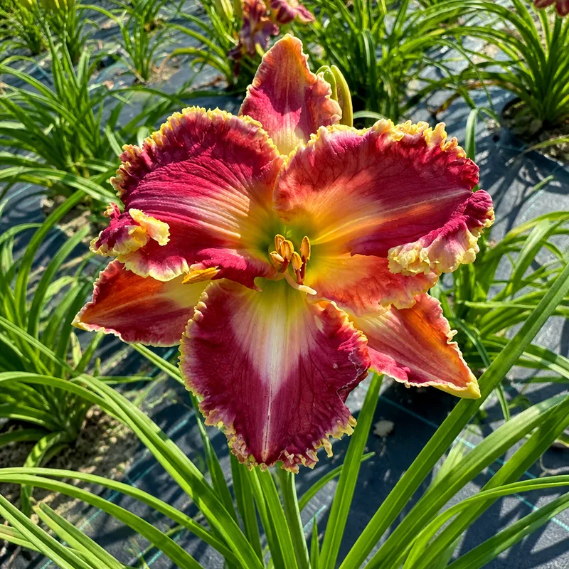 Coral Desser AHS image