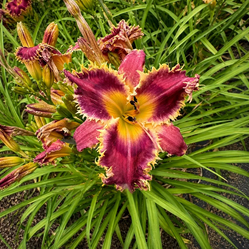 Eris Thorn AHS image