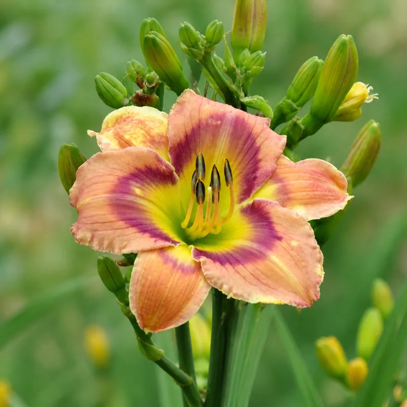 Sweetgrass AHS image