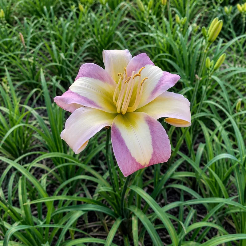 Lelya AHS image