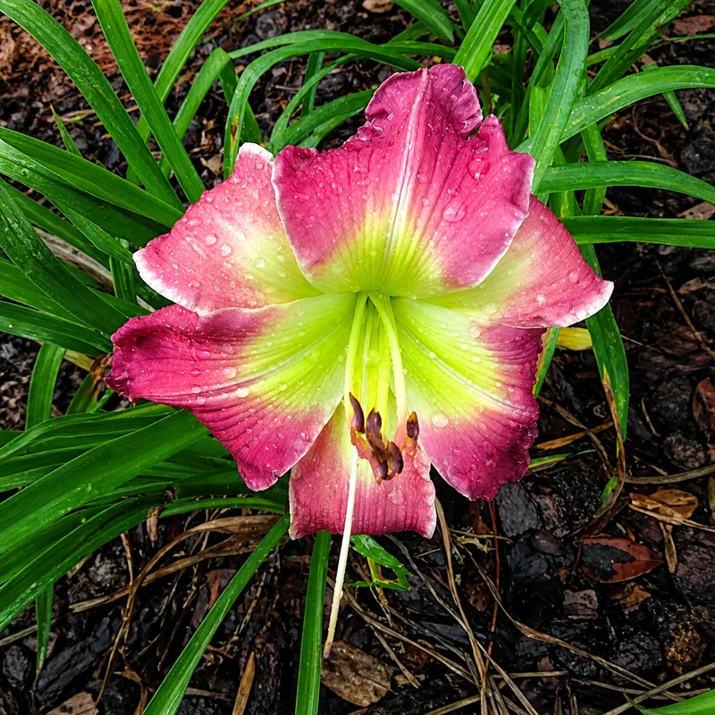 Spring at Last AHS image