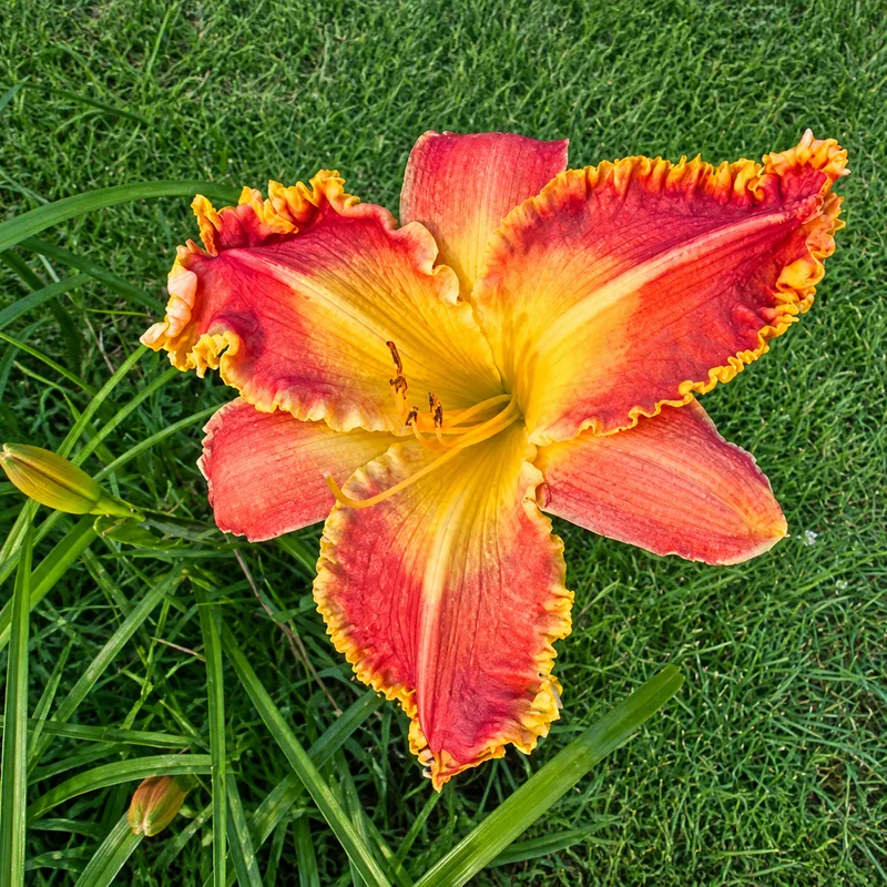 June Strassburger Memorial AHS image