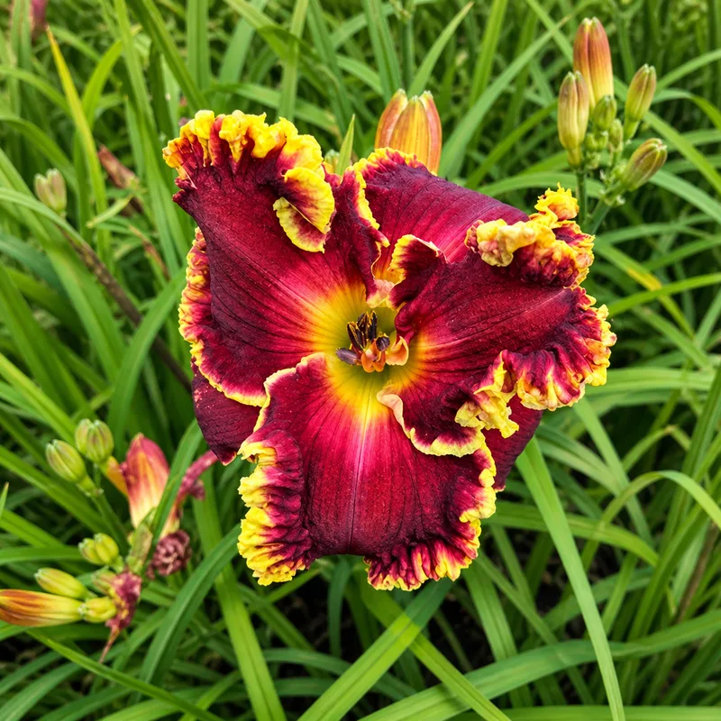 Calypso Wave AHS image