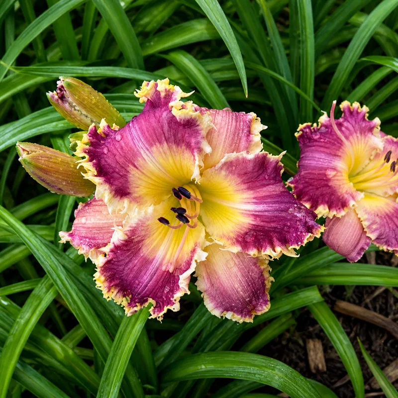 Wladca Pierscieni AHS image