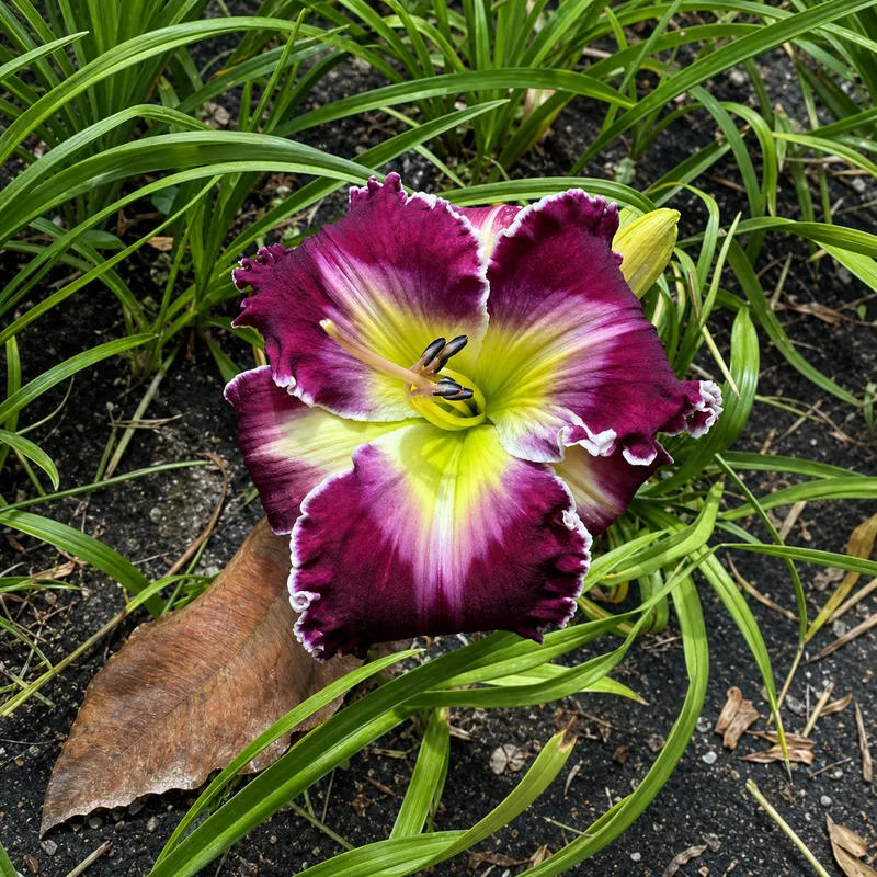 Mystic Flame AHS image