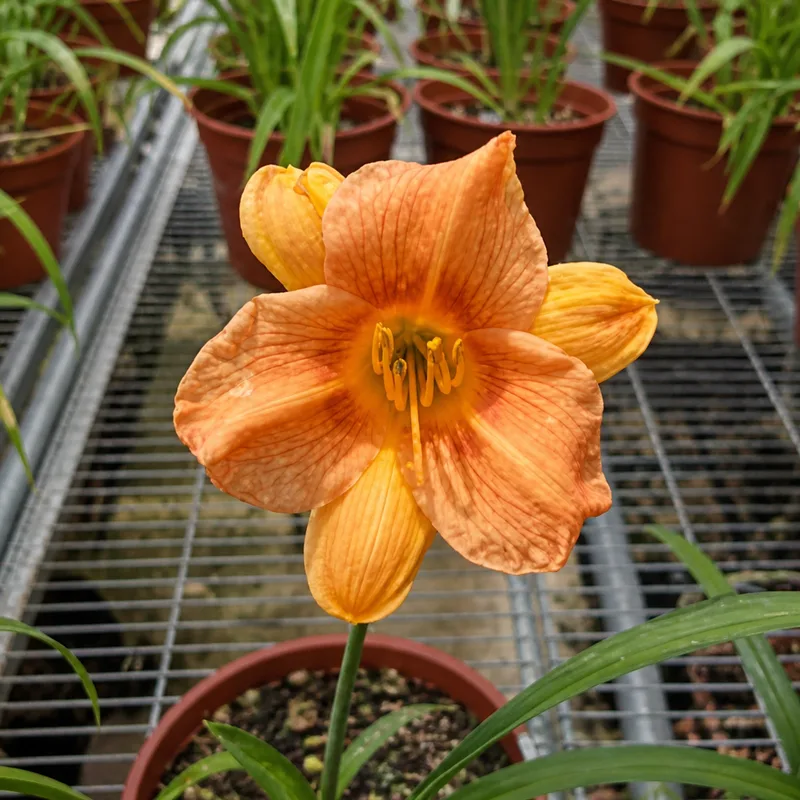 SIT Elegant Orange AHS image
