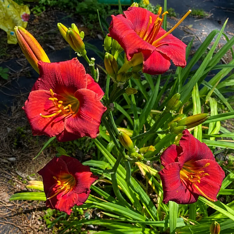Scottish Little Red AHS image