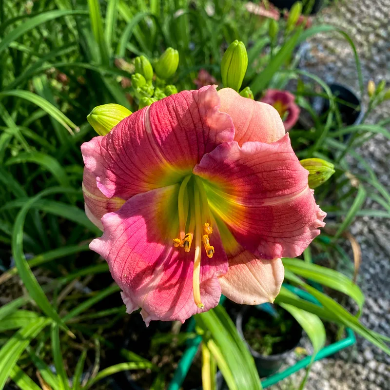Watermelon Frosty AHS image