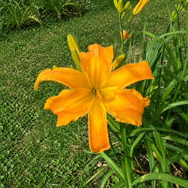 Beamsville Beauty
