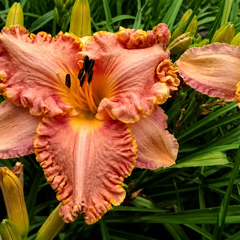 Paradise Tropical Treasure AHS image