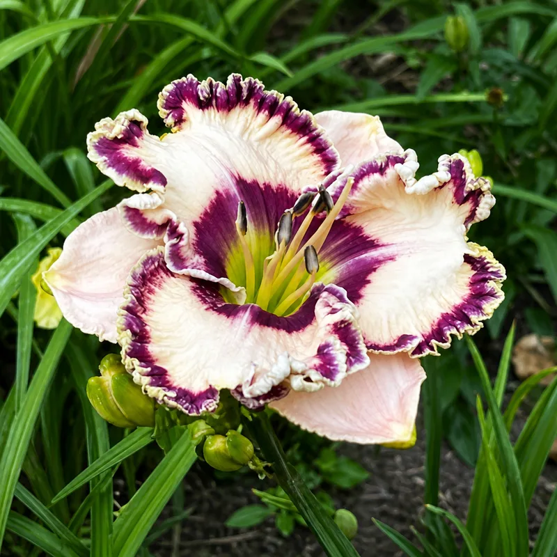 Frill of Victory AHS image