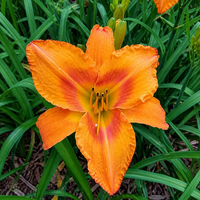 Orange You Glowing AHS image