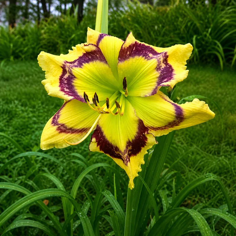 Heavy Petal Saint Bob AHS image