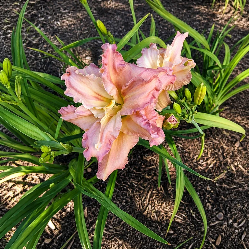 Pink Wake Up