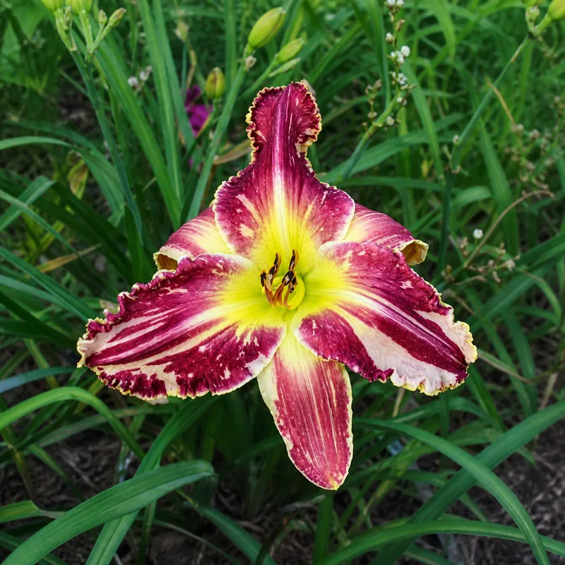 Laurelwood's Sparklefetti AHS image
