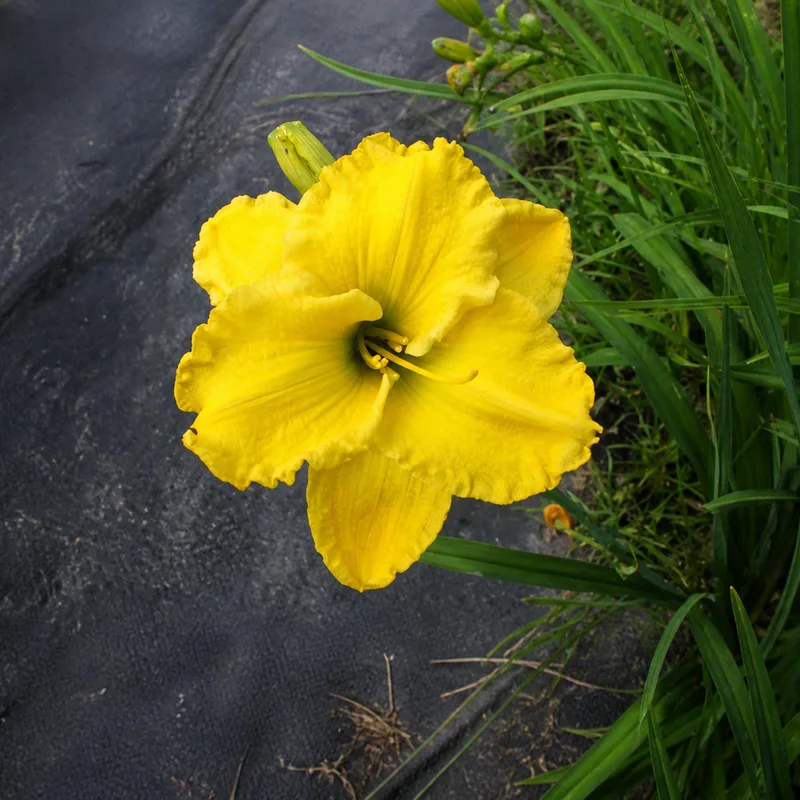 A Hint of Lemon