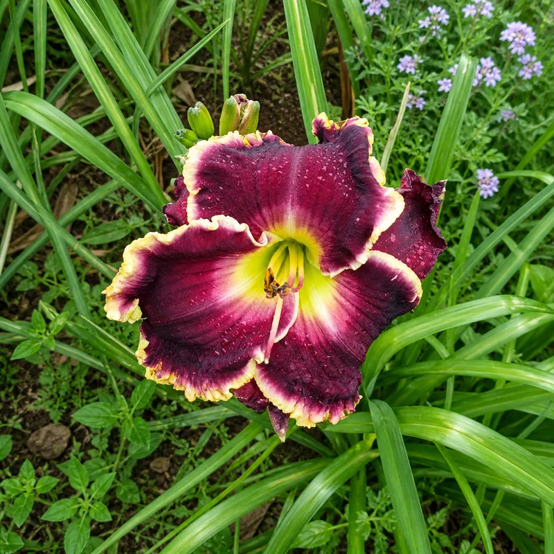 Marion's Gift