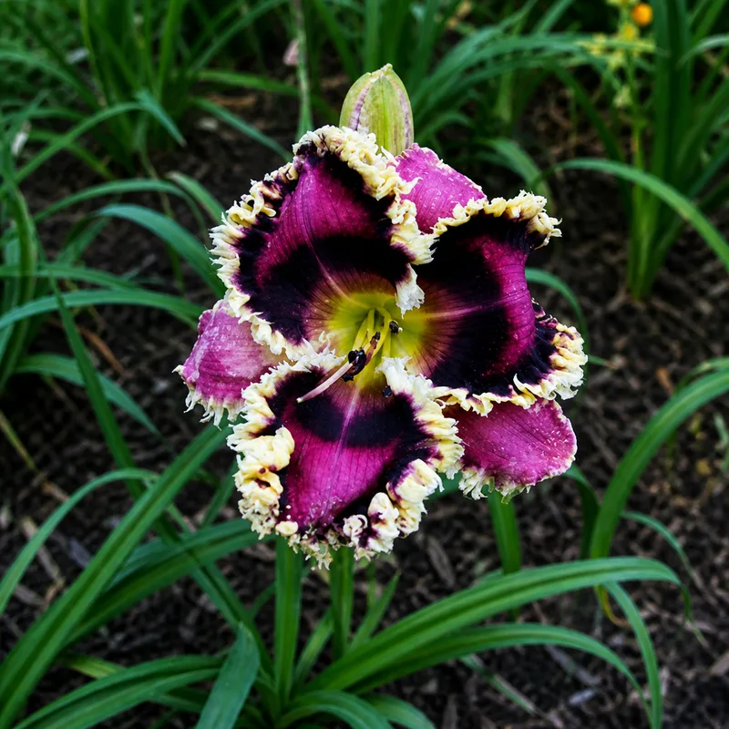 Laurelwood's Birdsong AHS image