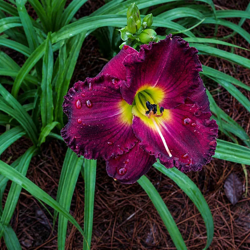 Kennesaw Plum Sorbet AHS image