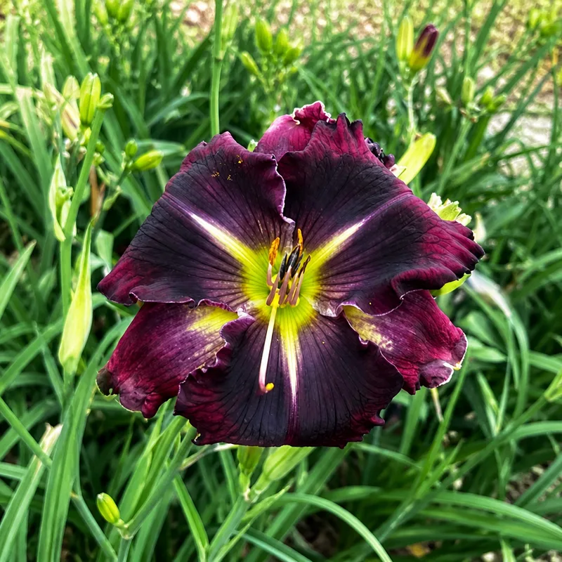 Black Violets