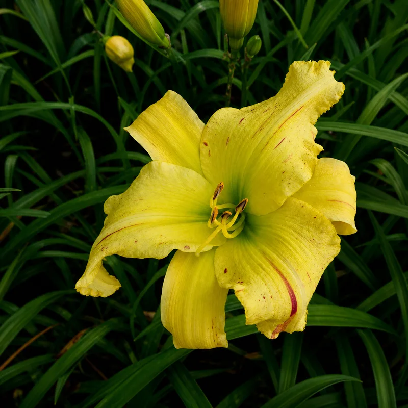 Banana Blend AHS image