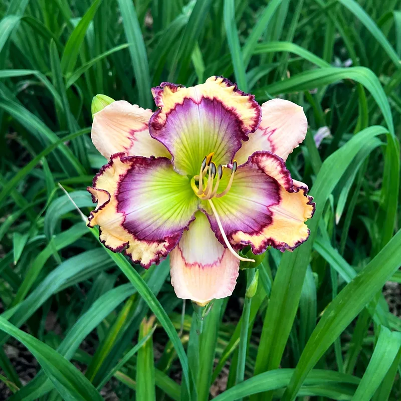 Super Pretty Face AHS image