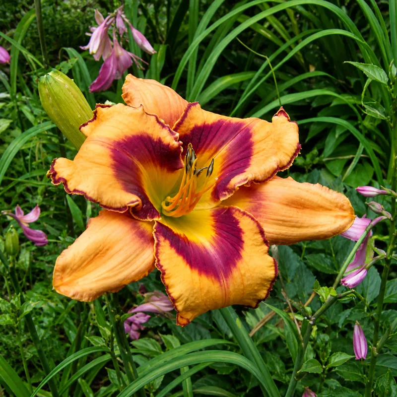 Jardin des Mères Fées AHS image