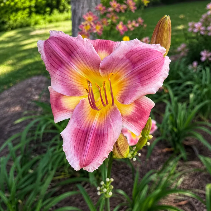 Rose Flame AHS image