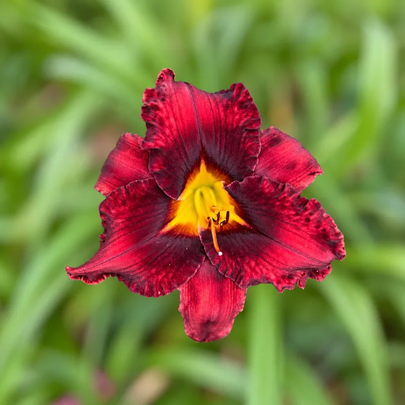 I See Red