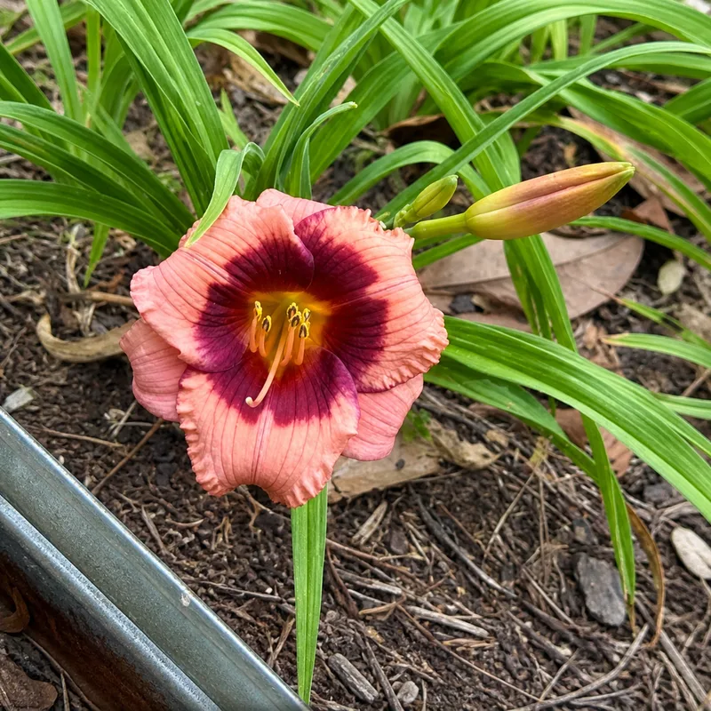 Maw Maw Elsie