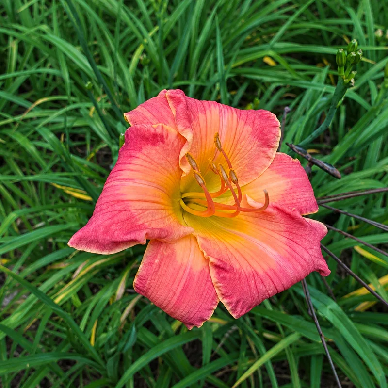 Rivertrail Summertime