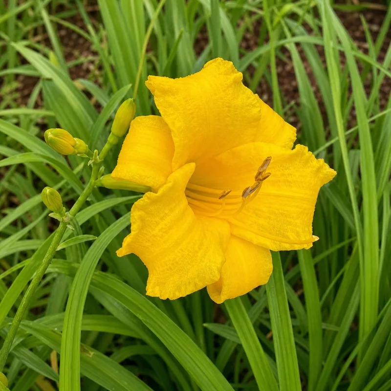 Drops of Sunshine