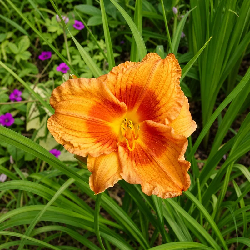 Duke of Durham daylily bloom